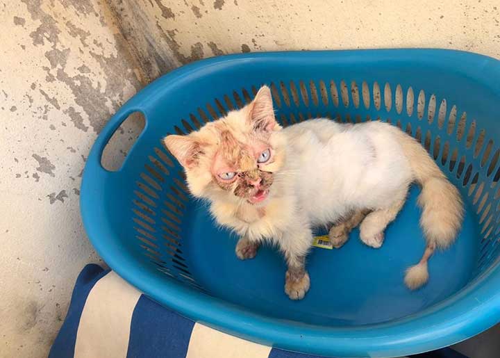 LEO: A DUMPED SENIOR CAT