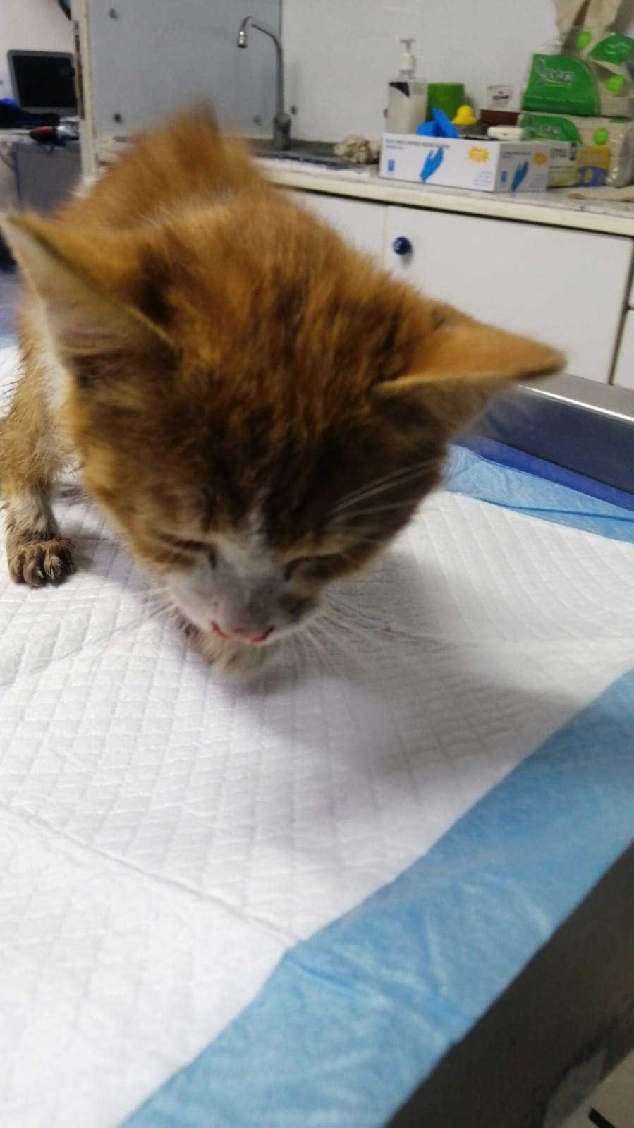 LUCKY THE KITTEN RESCUED WITH A BROKEN JAW AND INFECTED EYE