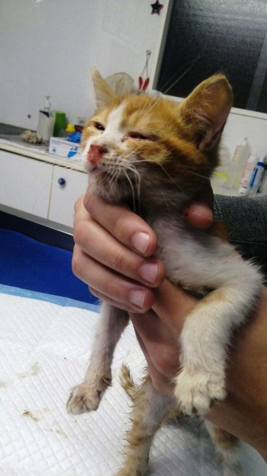 LUCKY THE KITTEN RESCUED WITH A BROKEN JAW AND INFECTED EYE