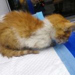 LUCKY THE KITTEN RESCUED WITH A BROKEN JAW AND INFECTED EYE