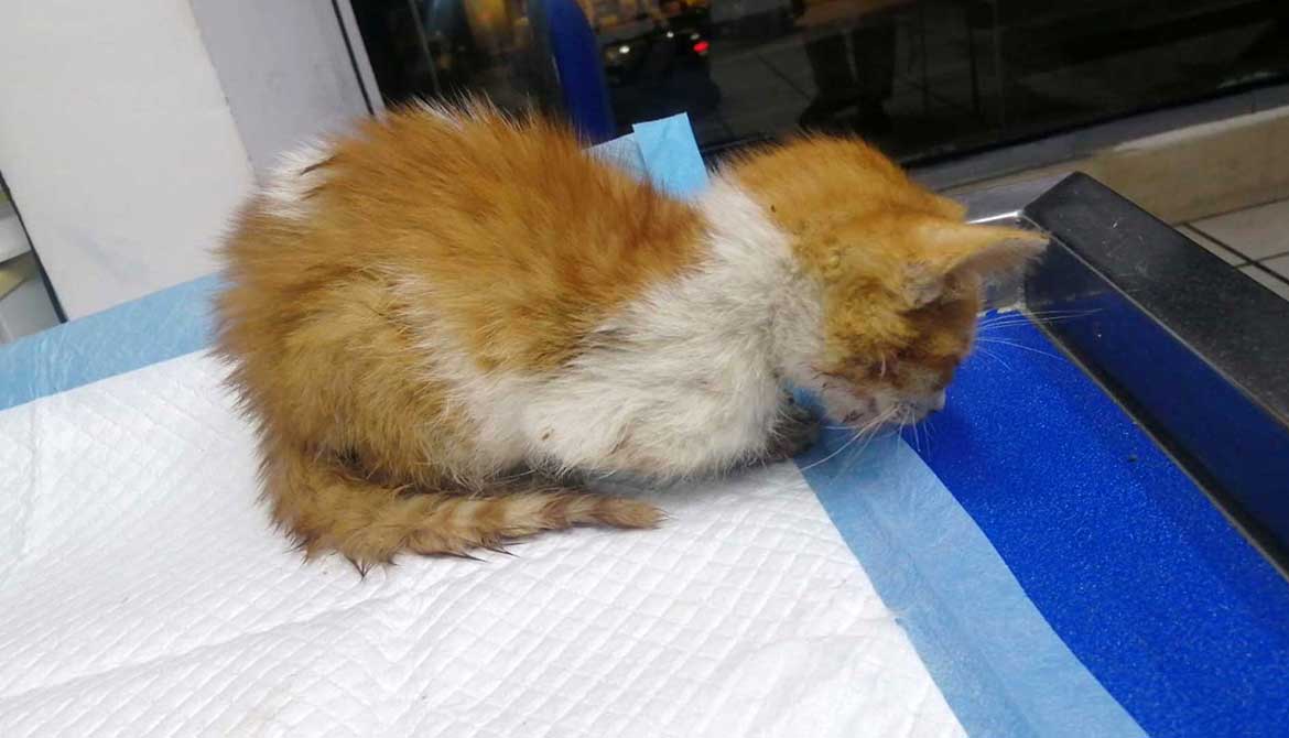 LUCKY THE KITTEN RESCUED WITH A BROKEN JAW AND INFECTED EYE