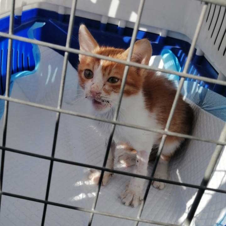 LUCKY THE KITTEN RESCUED WITH A BROKEN JAW AND INFECTED EYE