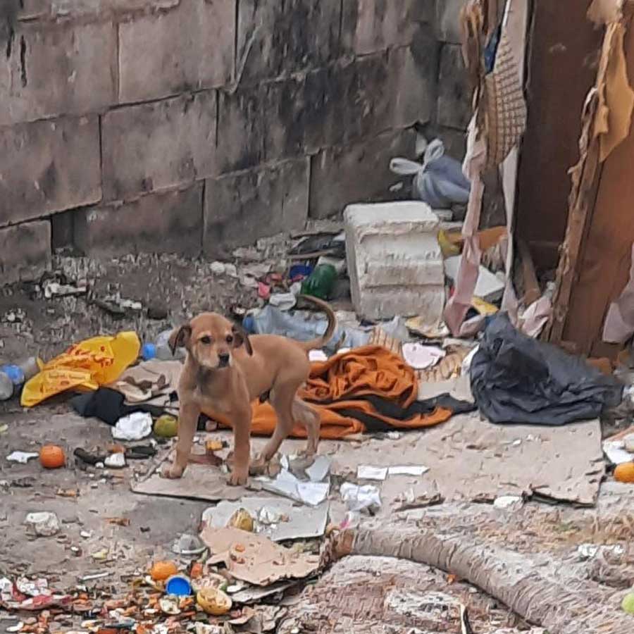 MASON: A RESCUED PUPPY IN A HORRIBLE CONDITION