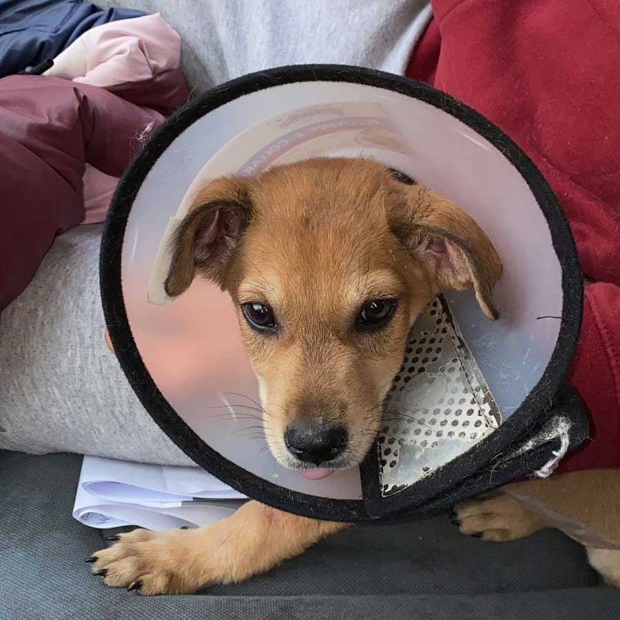 MASON: A RESCUED PUPPY IN A HORRIBLE CONDITION