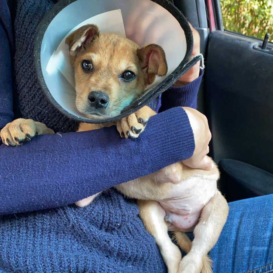 MASON: A RESCUED PUPPY IN A HORRIBLE CONDITION