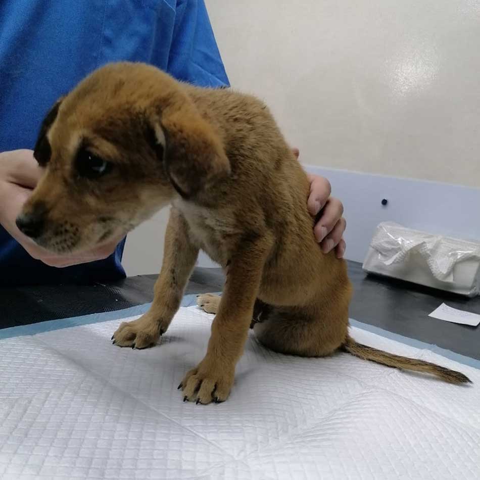 MASON: A RESCUED PUPPY IN A HORRIBLE CONDITION