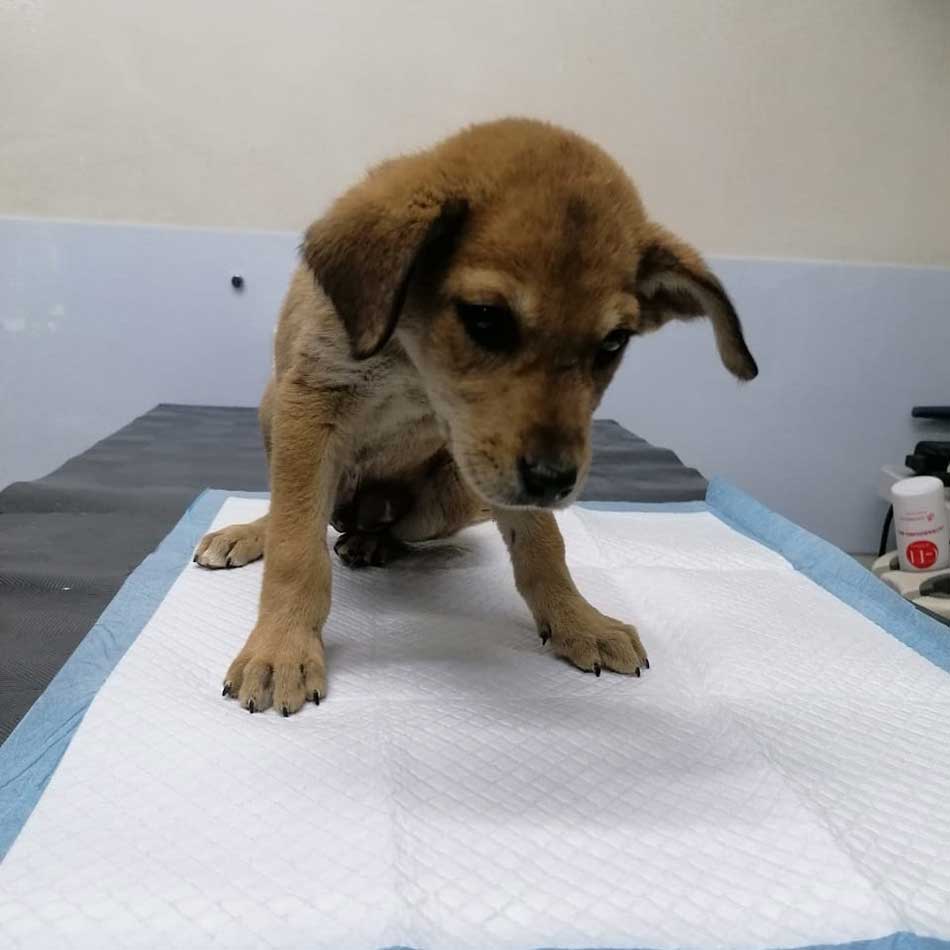 MASON: A RESCUED PUPPY IN A HORRIBLE CONDITION