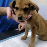 MASON: A RESCUED PUPPY IN A HORRIBLE CONDITION