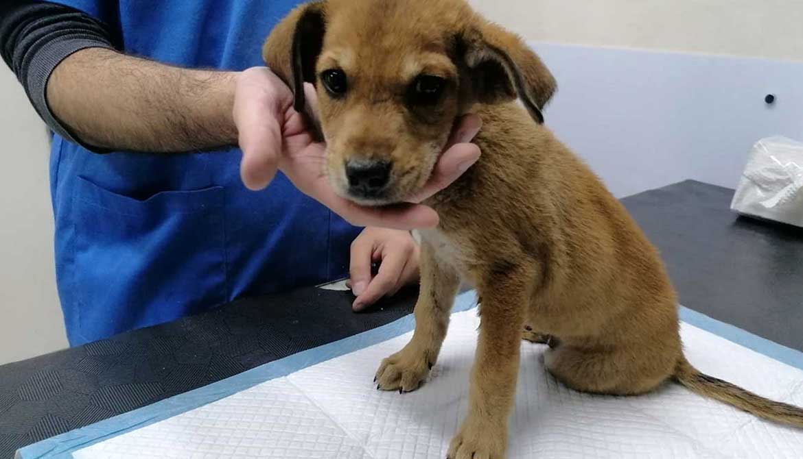 MASON: A RESCUED PUPPY IN A HORRIBLE CONDITION