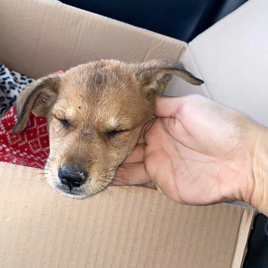 MASON: A RESCUED PUPPY IN A HORRIBLE CONDITION