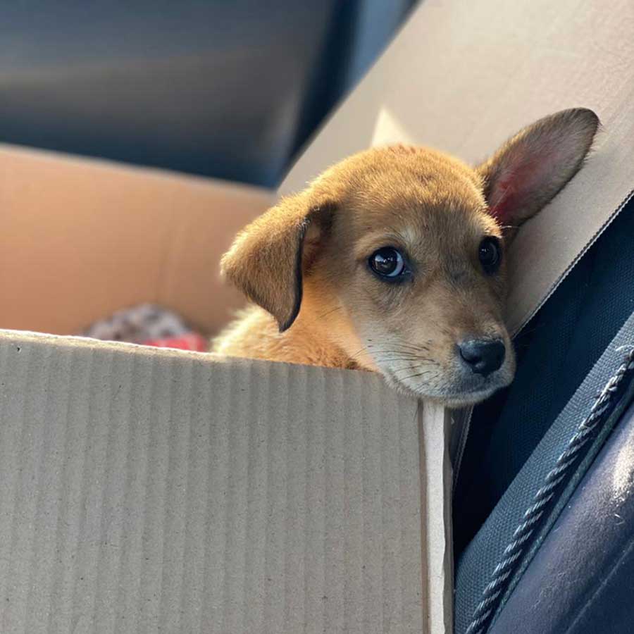 MASON: A RESCUED PUPPY IN A HORRIBLE CONDITION