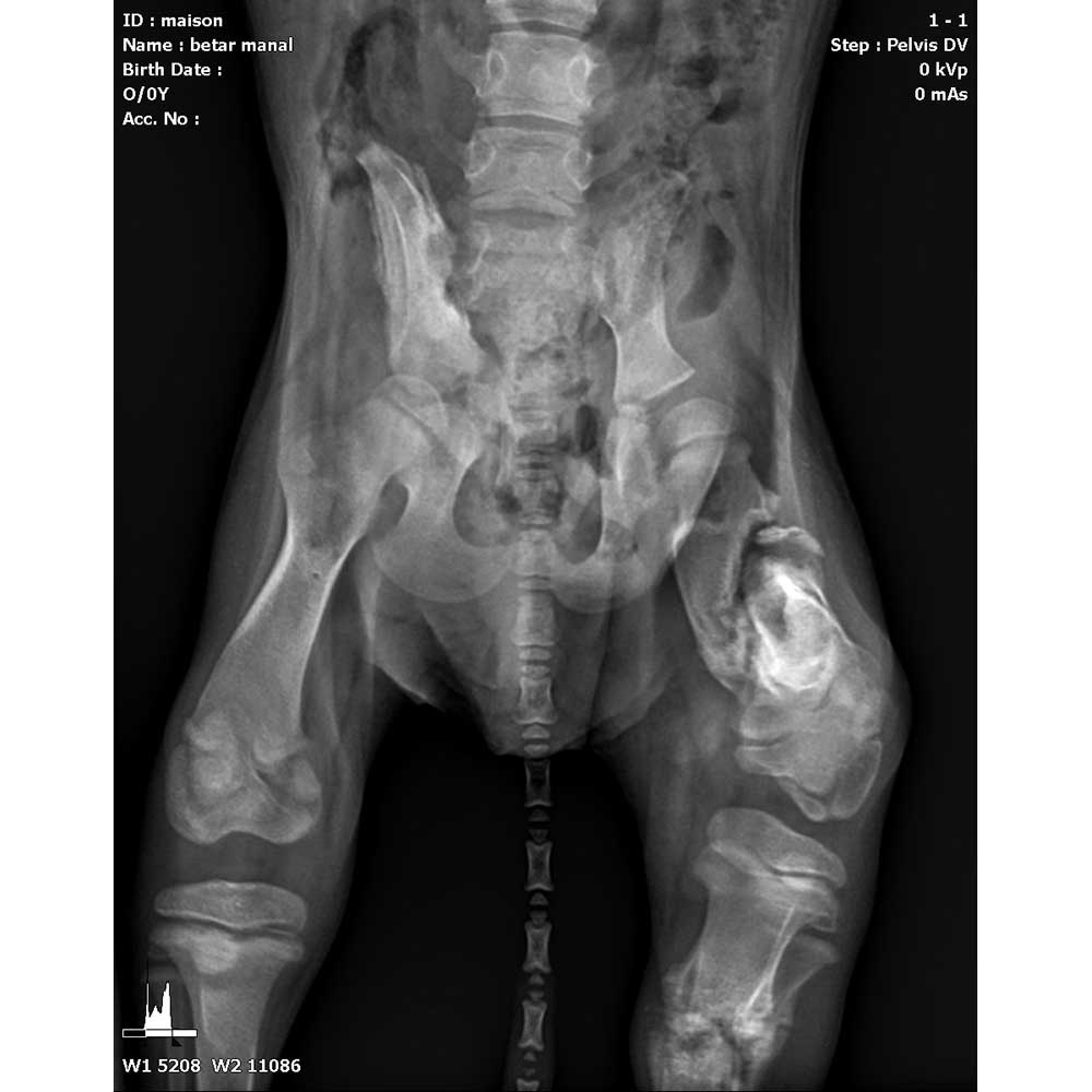 MASON: A RESCUED PUPPY IN A HORRIBLE CONDITION