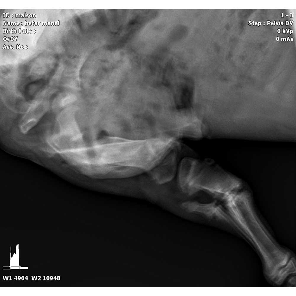 MASON: A RESCUED PUPPY IN A HORRIBLE CONDITION