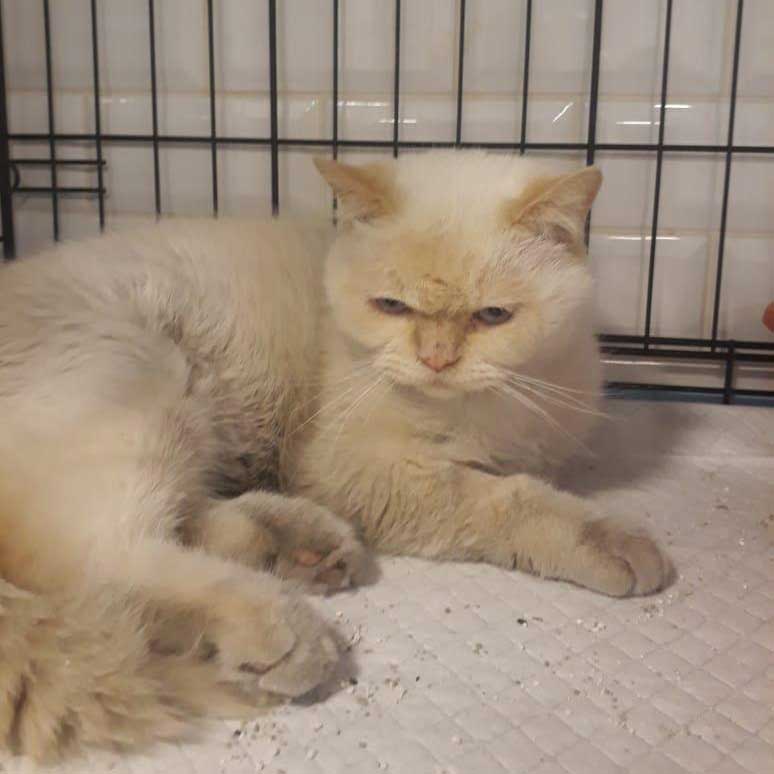 LEO: A DUMPED SENIOR CAT