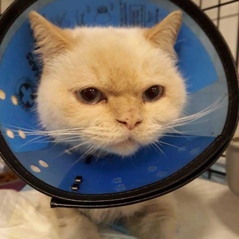 LEO: A DUMPED SENIOR CAT