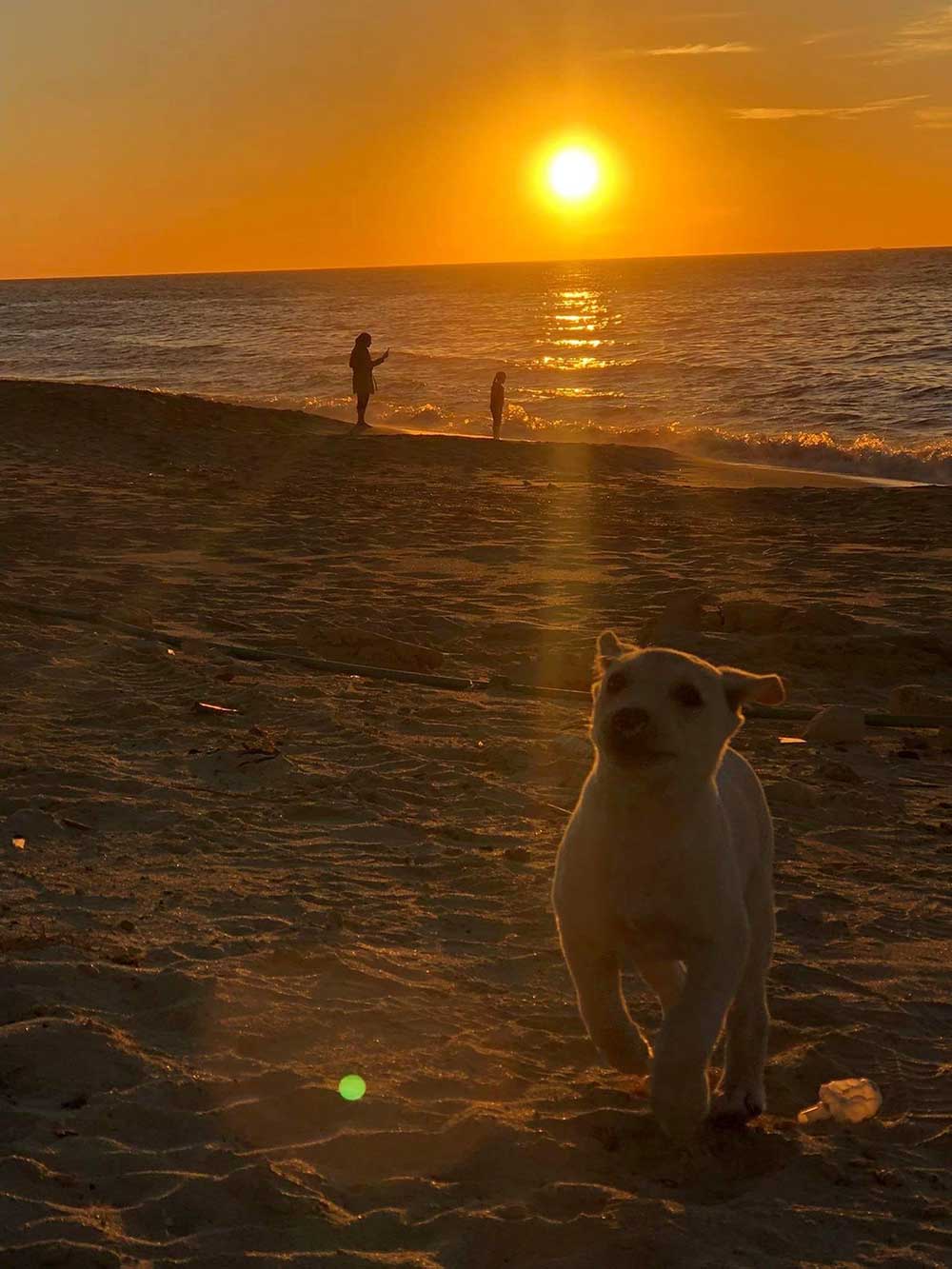 BLISS: THE FIRST RESCUED PUPPY IN EGYPT