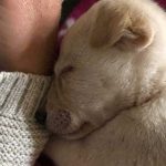 BLISS: THE FIRST RESCUED PUPPY IN EGYPT