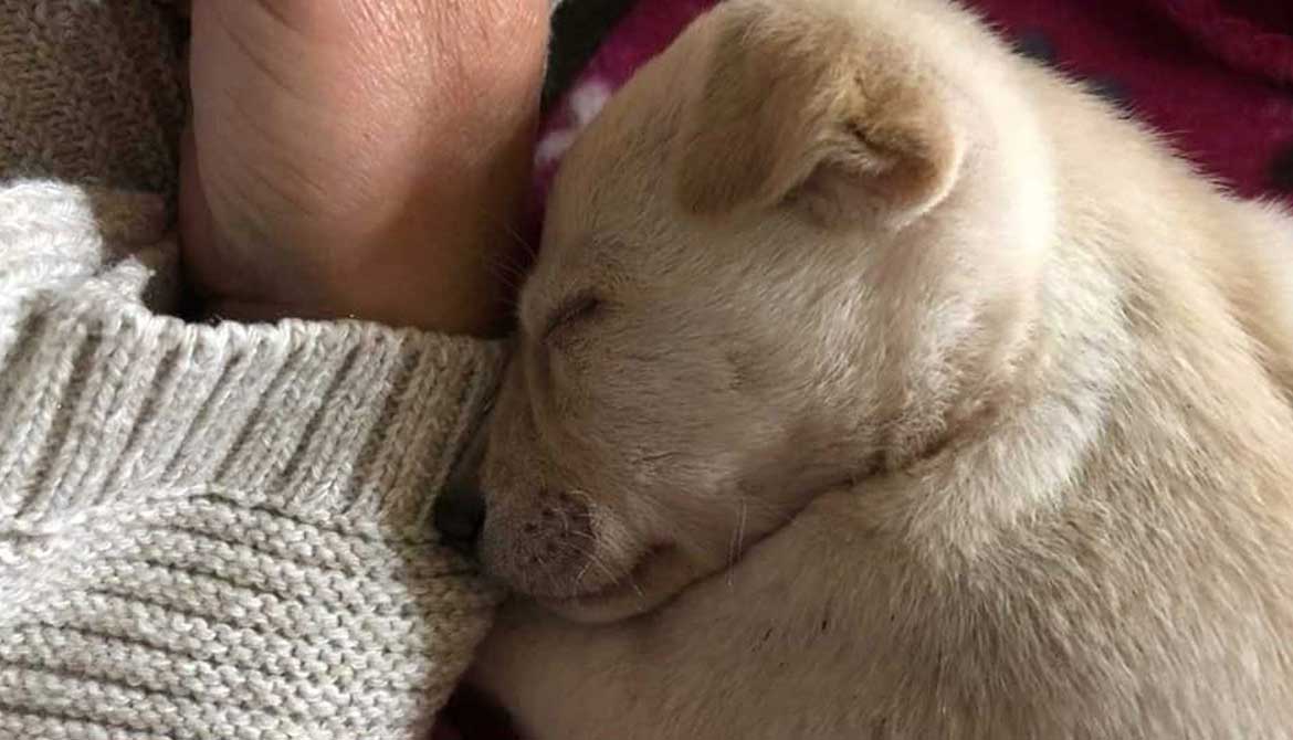 BLISS: THE FIRST RESCUED PUPPY IN EGYPT
