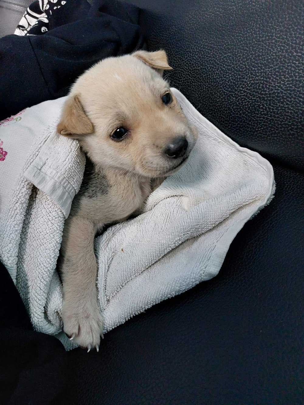 BLISS: THE FIRST RESCUED PUPPY IN EGYPT