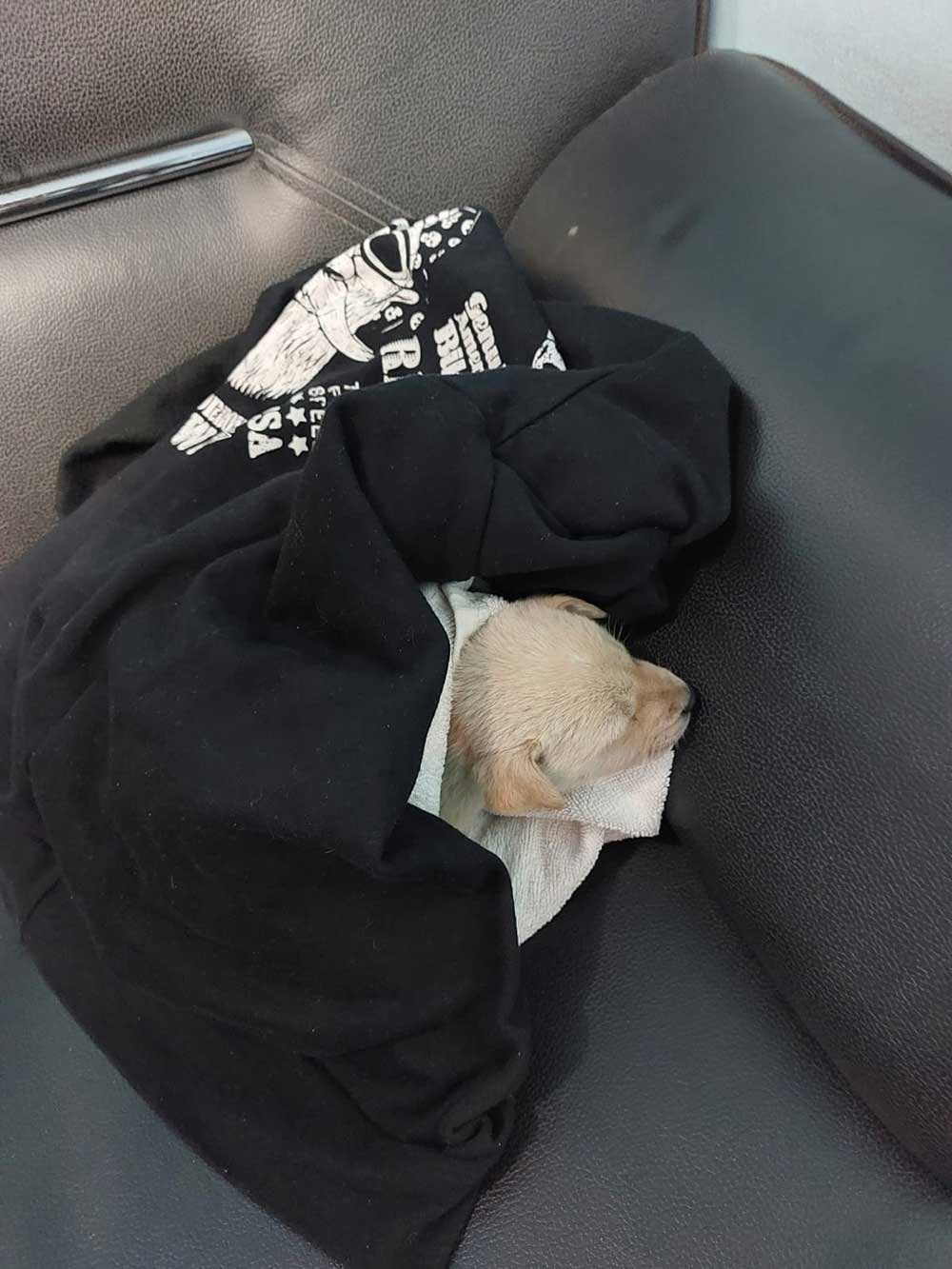 BLISS: THE FIRST RESCUED PUPPY IN EGYPT
