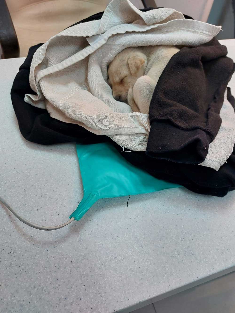 BLISS: THE FIRST RESCUED PUPPY IN EGYPT