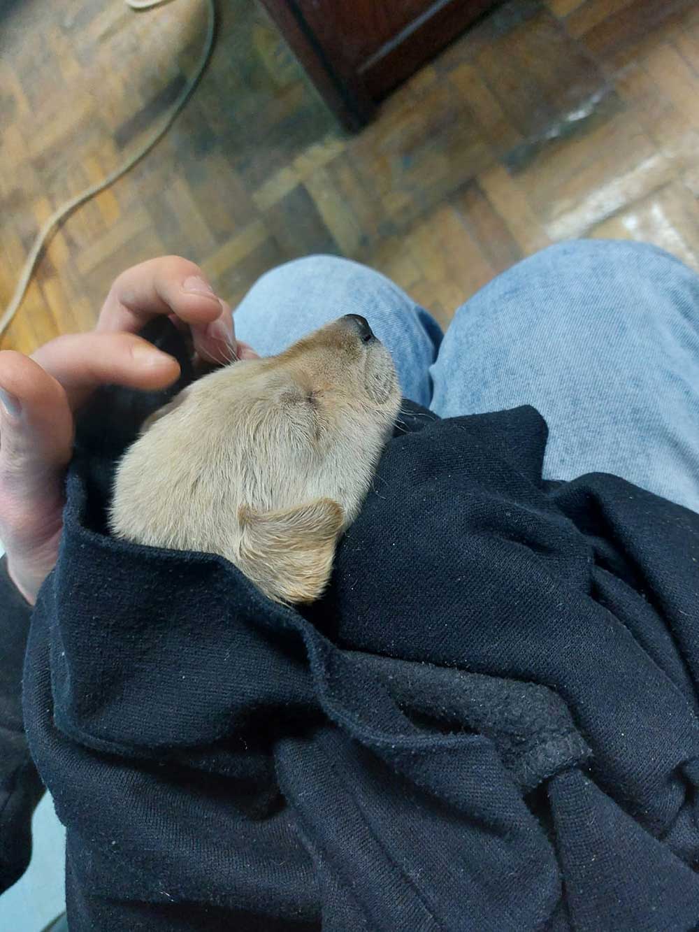 BLISS: THE FIRST RESCUED PUPPY IN EGYPT