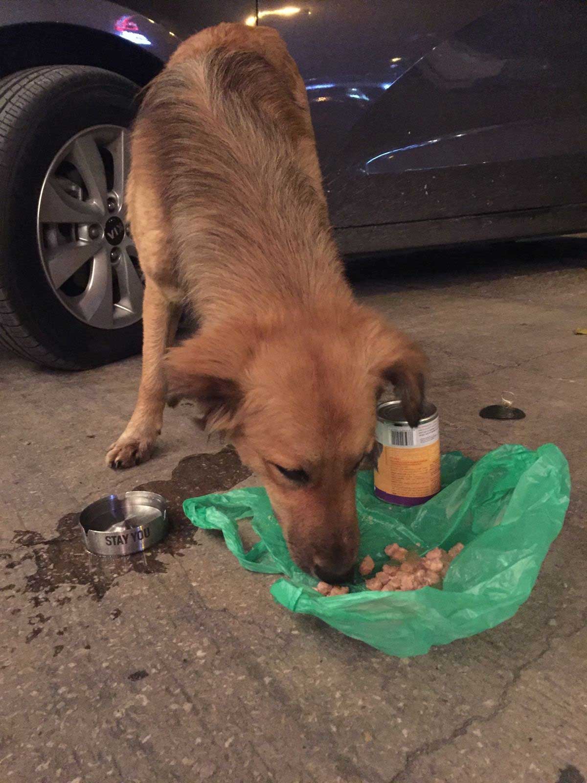 GYPSY FROM THE STREETS OF BEIRUT TO BELGIUM