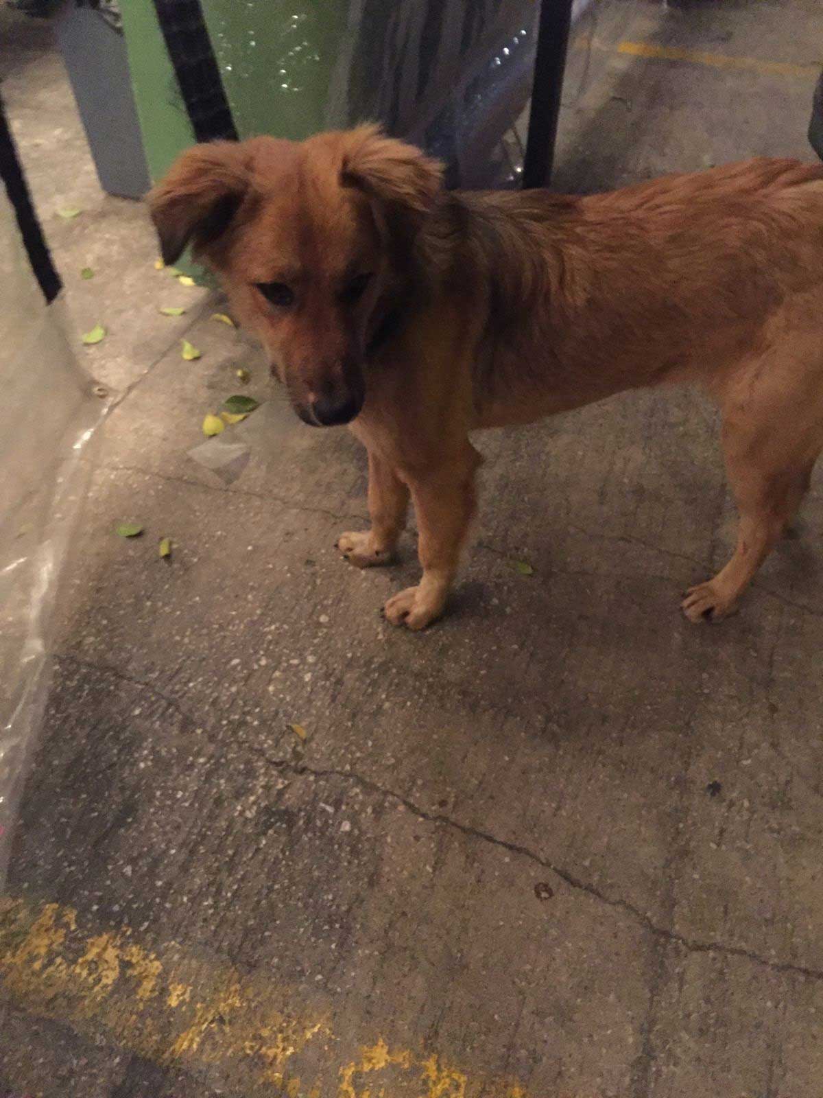 GYPSY FROM THE STREETS OF BEIRUT TO BELGIUM