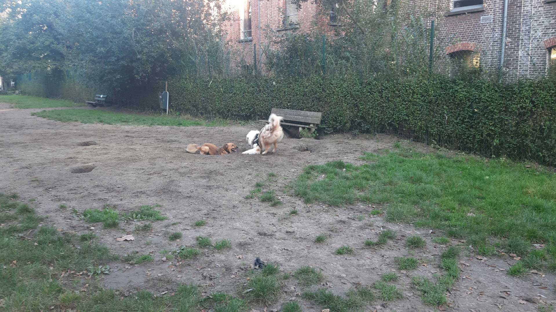 GYPSY FROM THE STREETS OF BEIRUT TO BELGIUM
