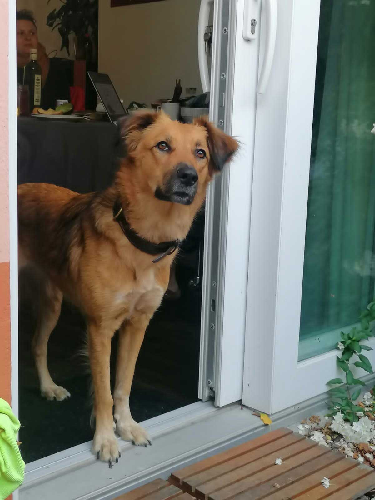 GYPSY FROM THE STREETS OF BEIRUT TO BELGIUM