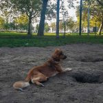 GYPSY FROM THE STREETS OF BEIRUT TO BELGIUM