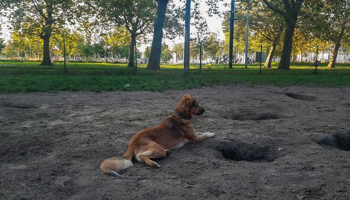 GYPSY FROM THE STREETS OF BEIRUT TO BELGIUM