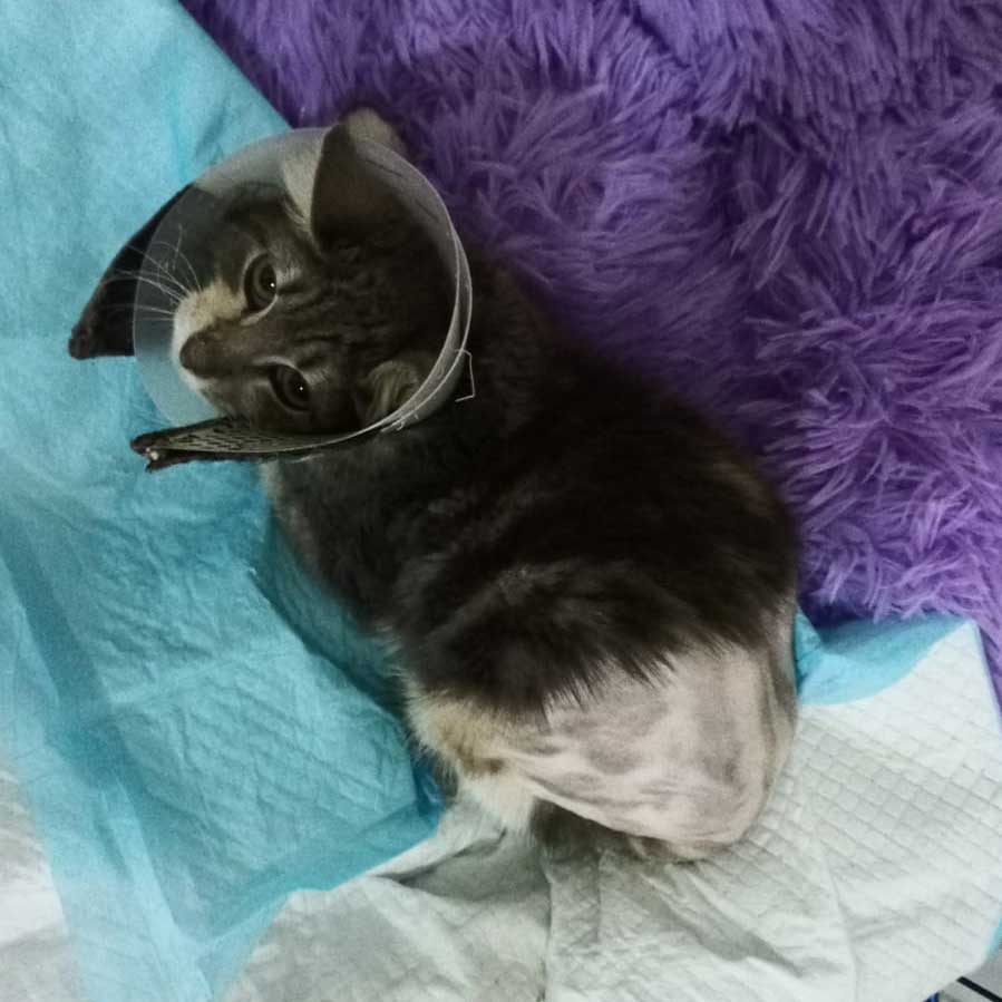 THE CAT WITH THE BROKEN HIP, LOLA