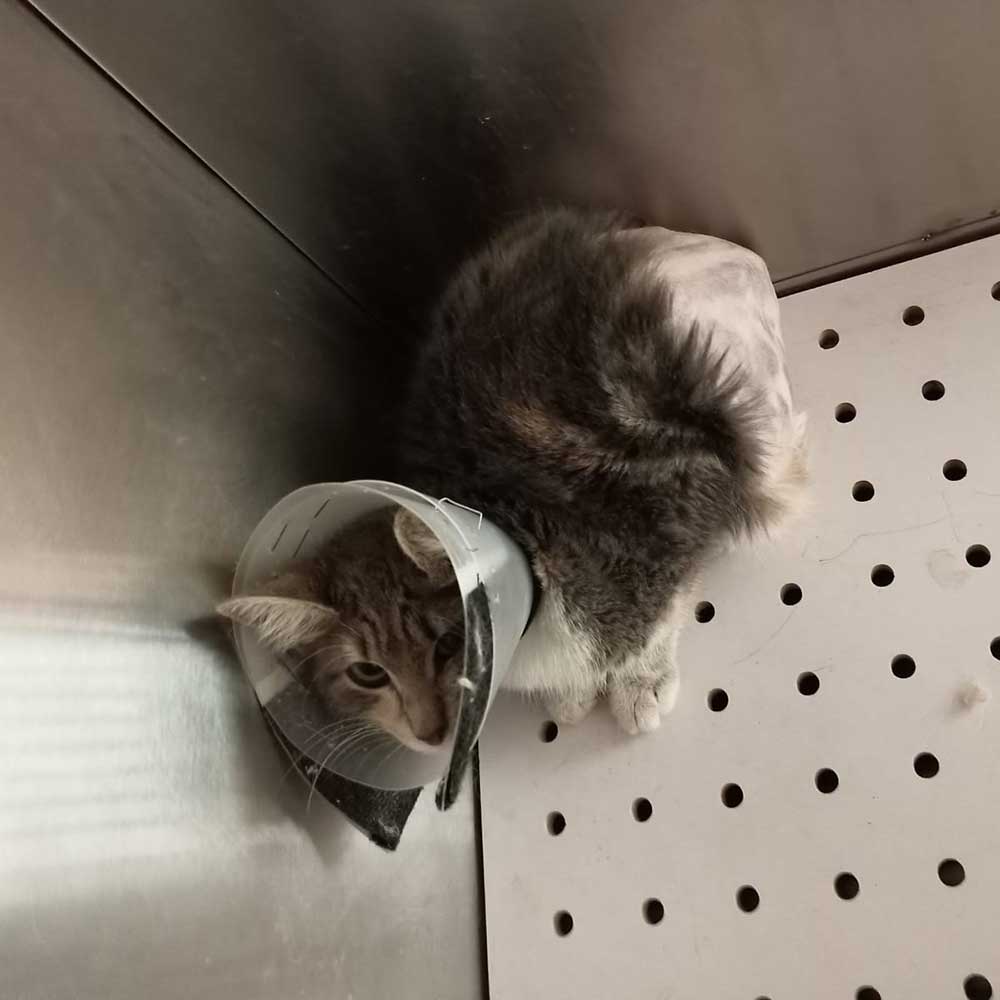 THE CAT WITH THE BROKEN HIP, LOLA