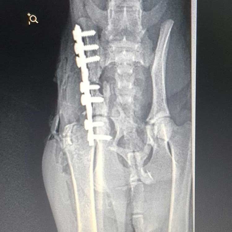 THE CAT WITH THE BROKEN HIP, LOLA