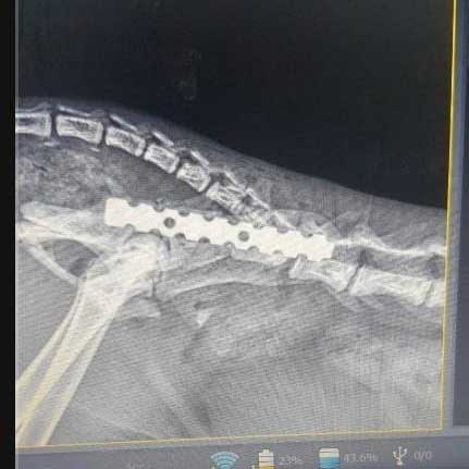 THE CAT WITH THE BROKEN HIP, LOLA