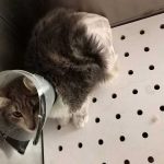THE CAT WITH THE BROKEN HIP, LOLA