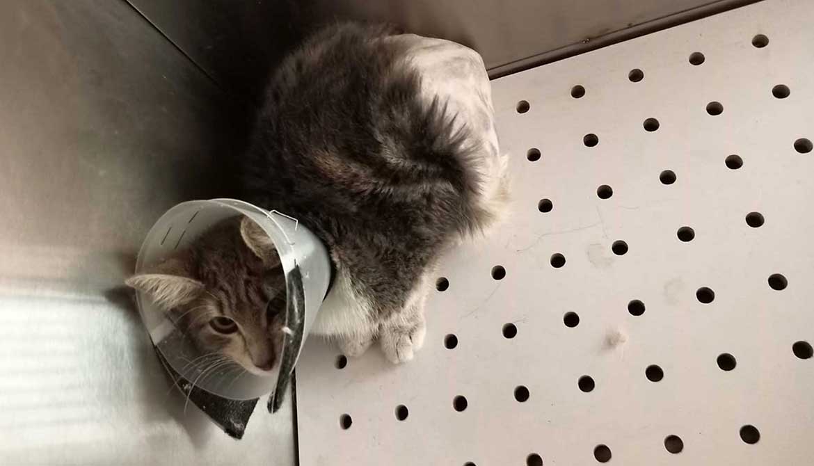 THE CAT WITH THE BROKEN HIP, LOLA