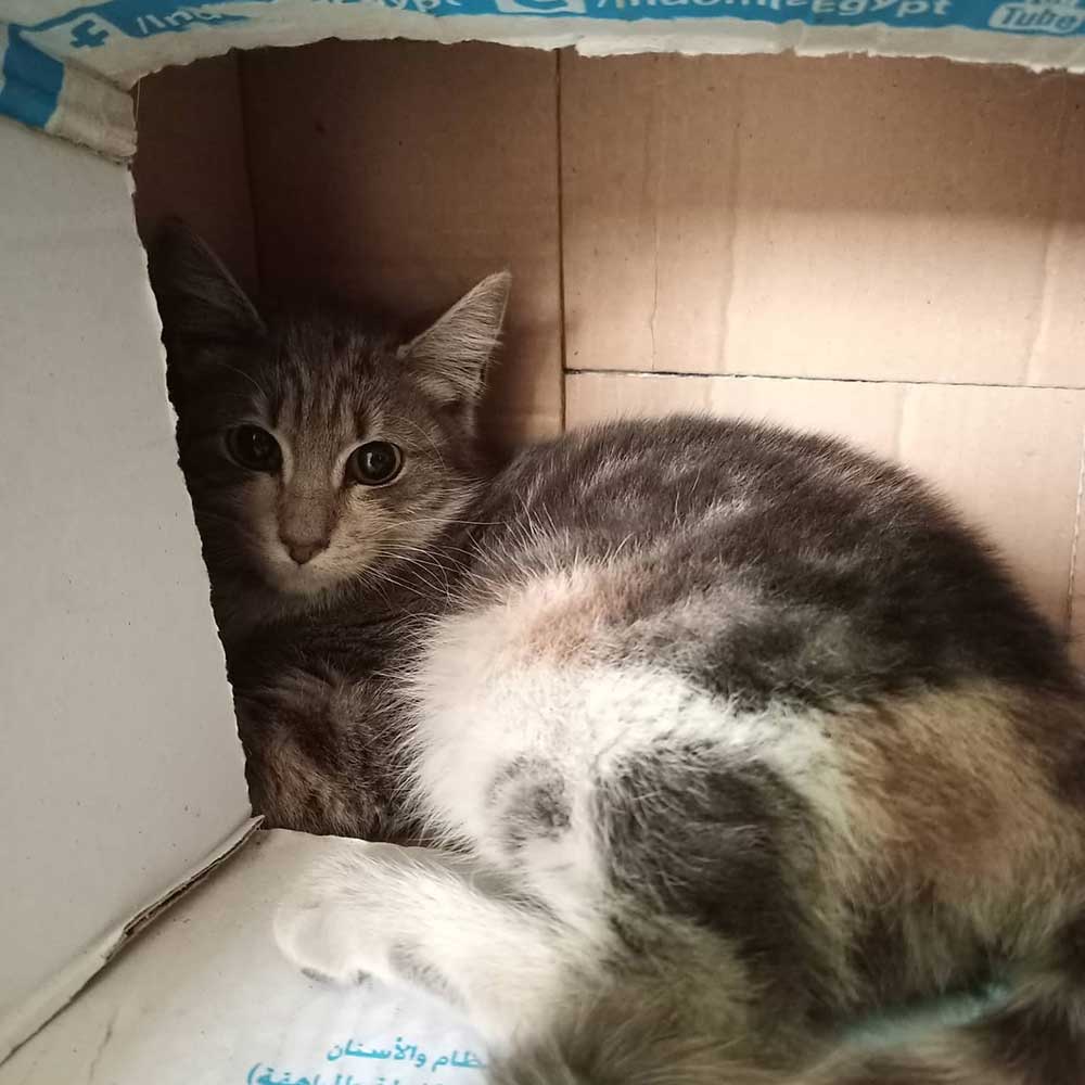 THE CAT WITH THE BROKEN HIP, LOLA