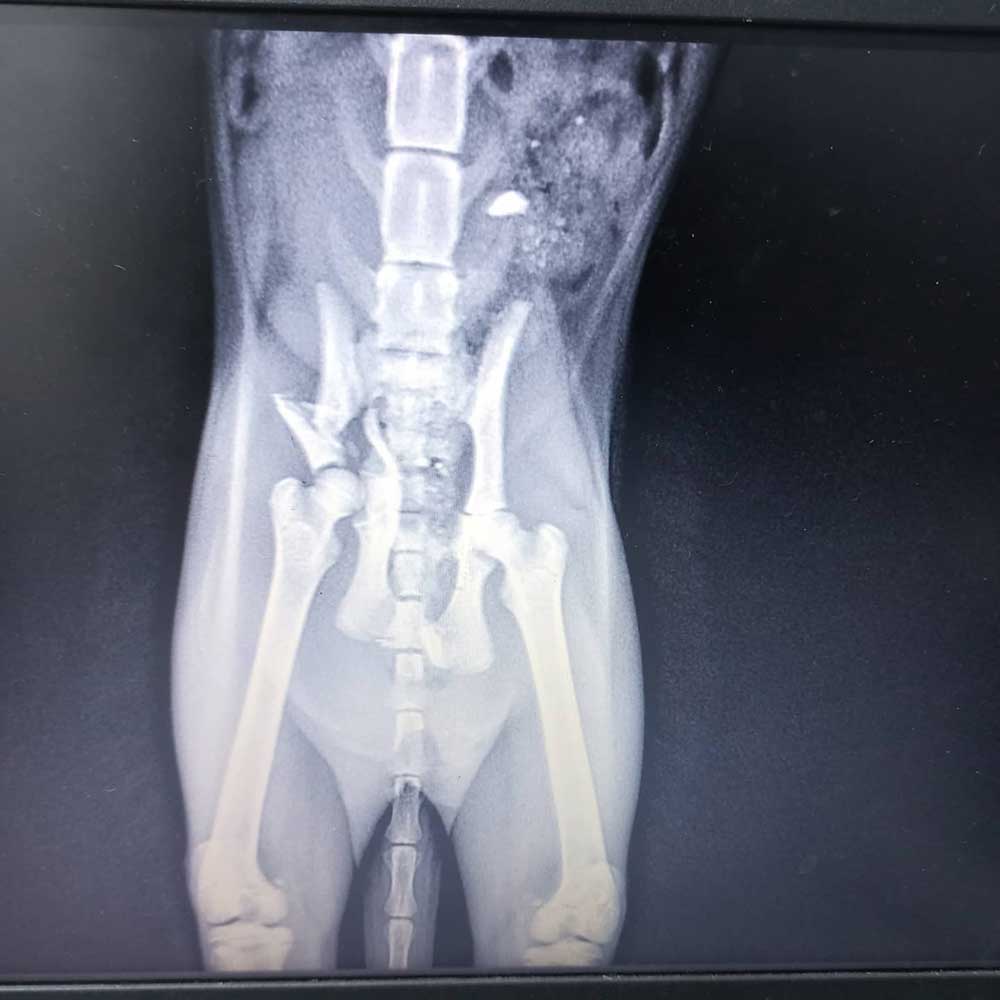 THE CAT WITH THE BROKEN HIP, LOLA