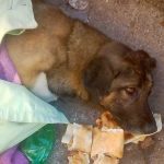 MURPHY A DOG HIT BY A CAR IN ALEY
