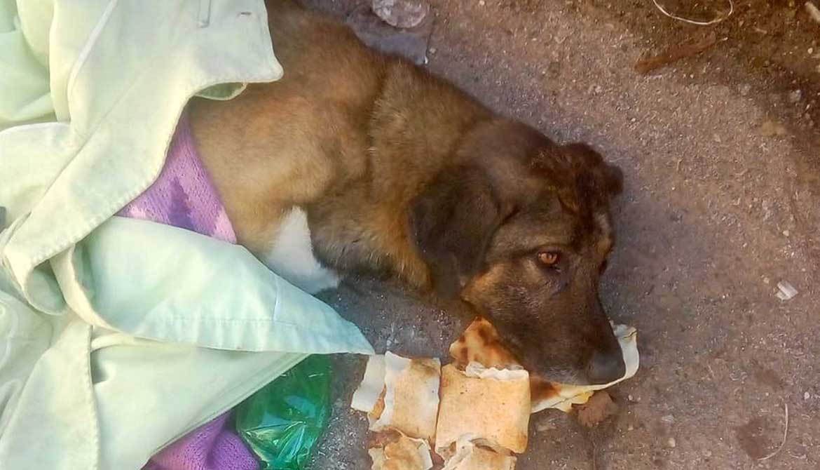 MURPHY A DOG HIT BY A CAR IN ALEY