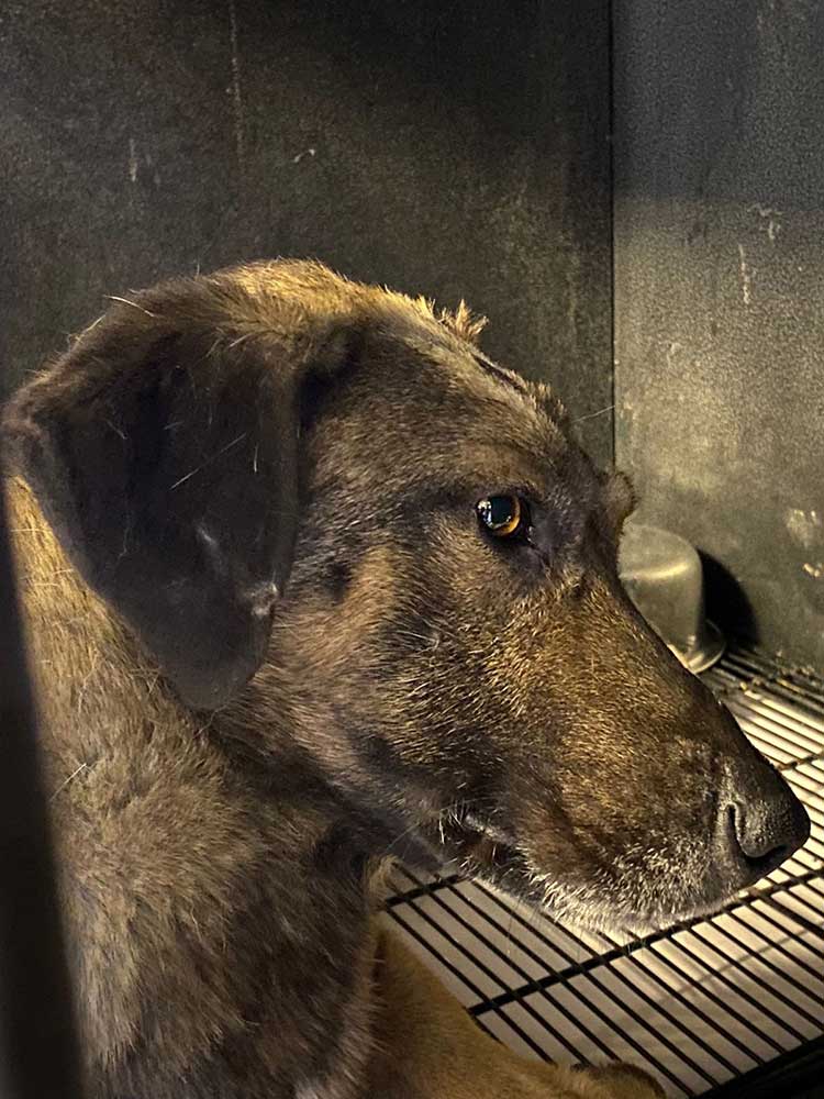 MURPHY A DOG HIT BY A CAR IN ALEY