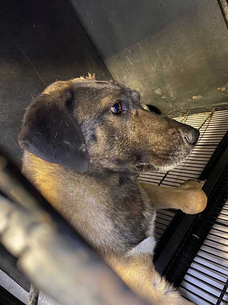 MURPHY A DOG HIT BY A CAR IN ALEY