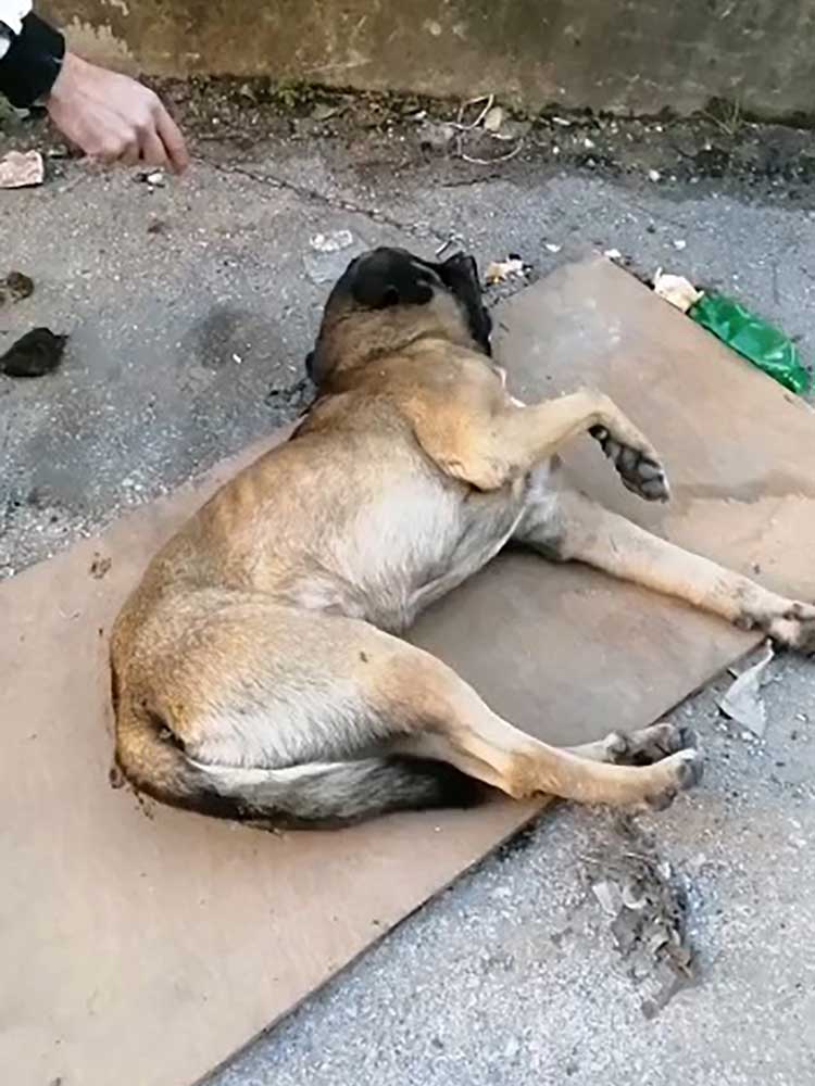 MURPHY A DOG HIT BY A CAR IN ALEY