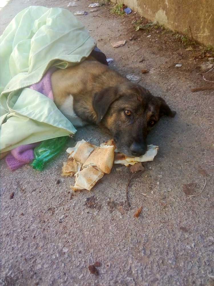 MURPHY A DOG HIT BY A CAR IN ALEY