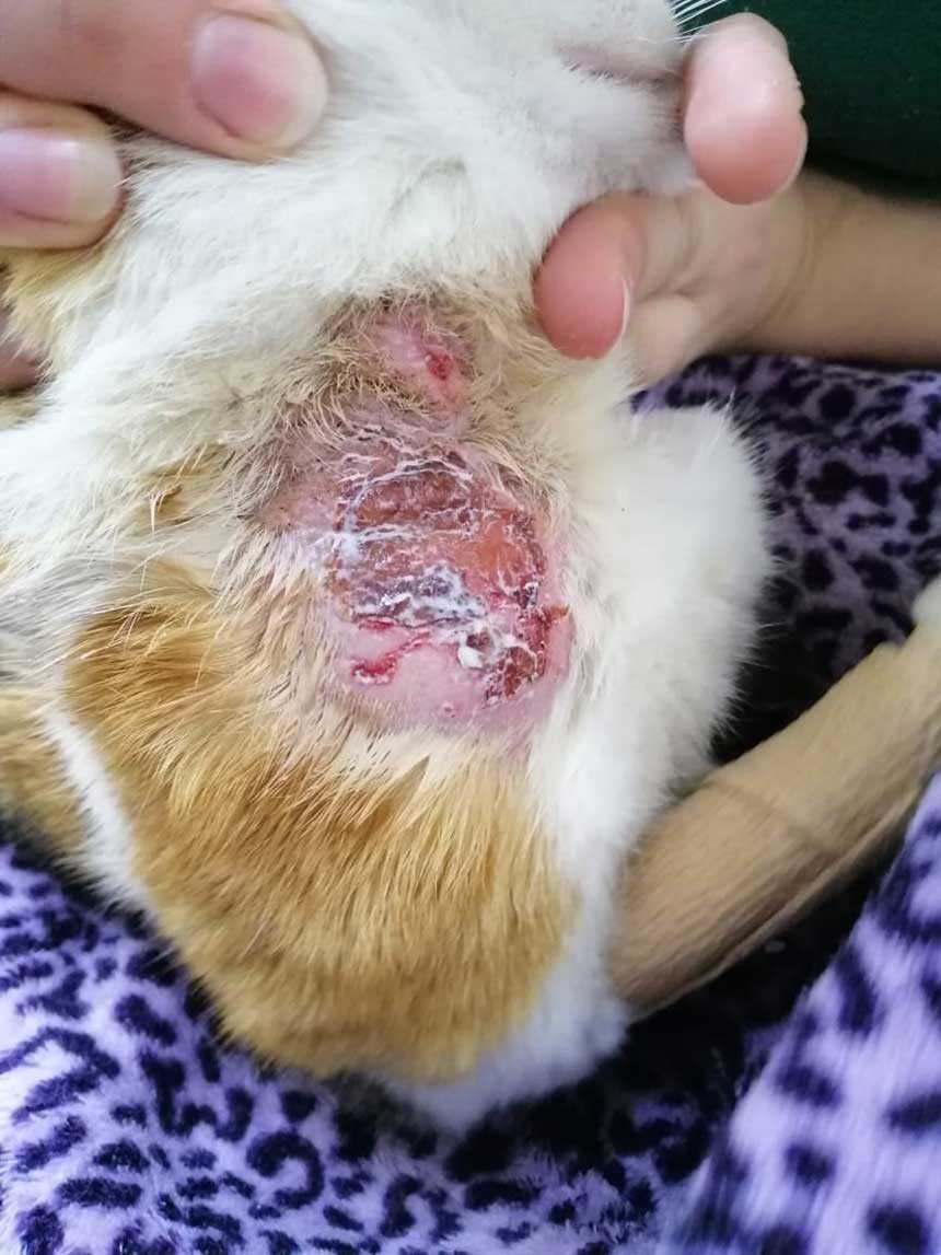 PETRA A WOUNDED RESCUED CAT