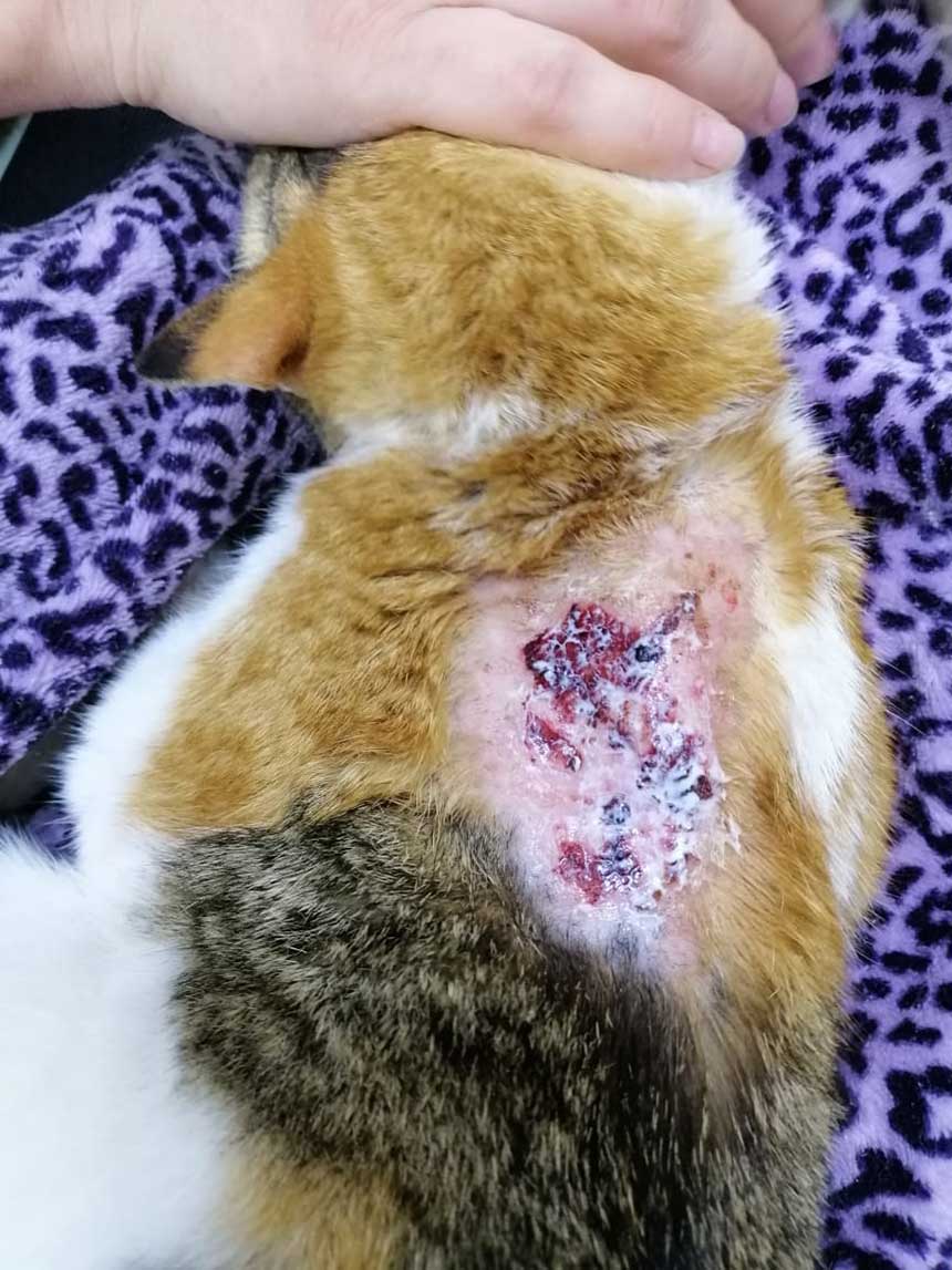 PETRA A WOUNDED RESCUED CAT