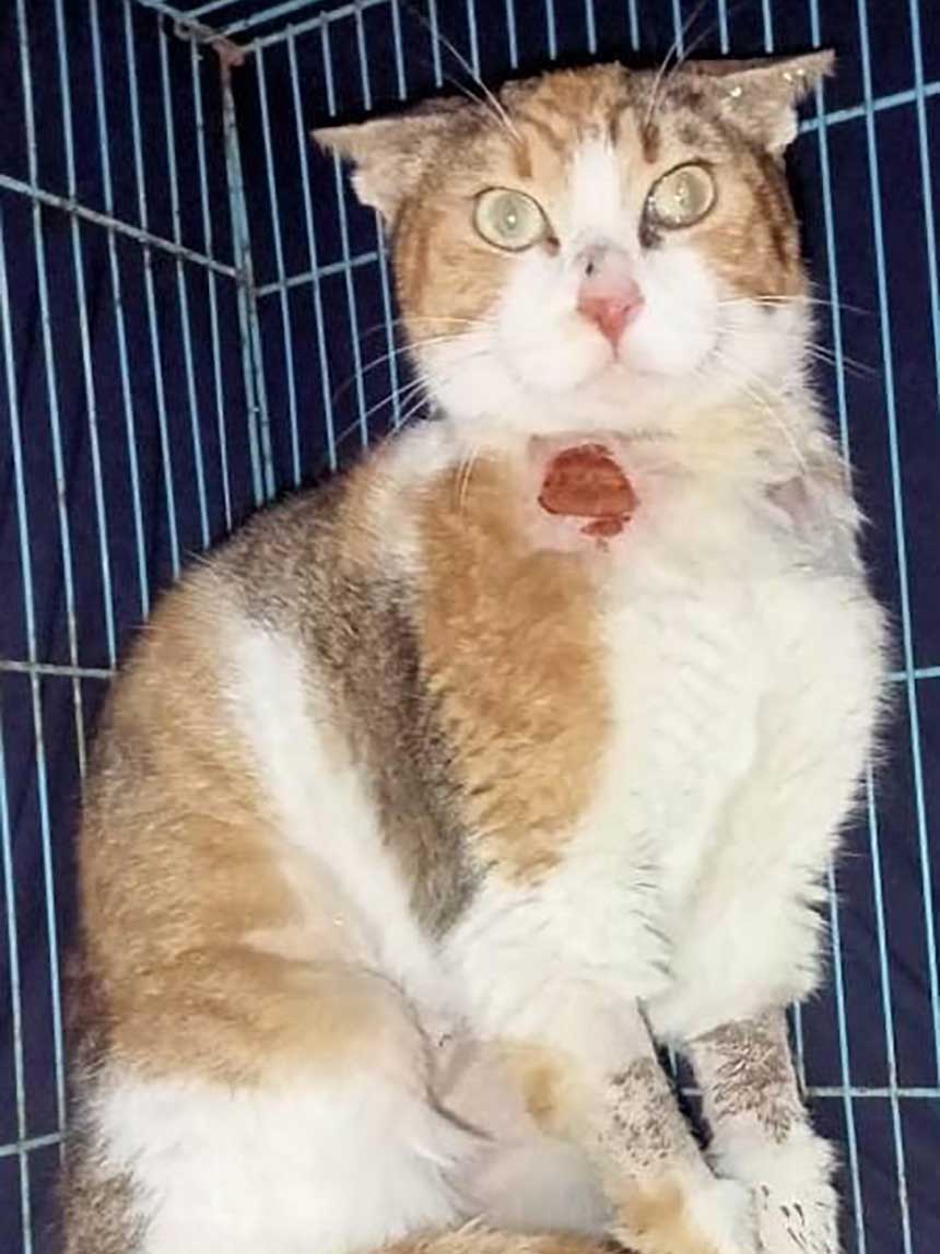 PETRA A WOUNDED RESCUED CAT