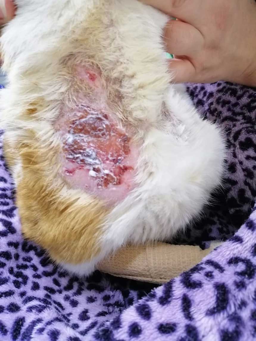 PETRA A WOUNDED RESCUED CAT